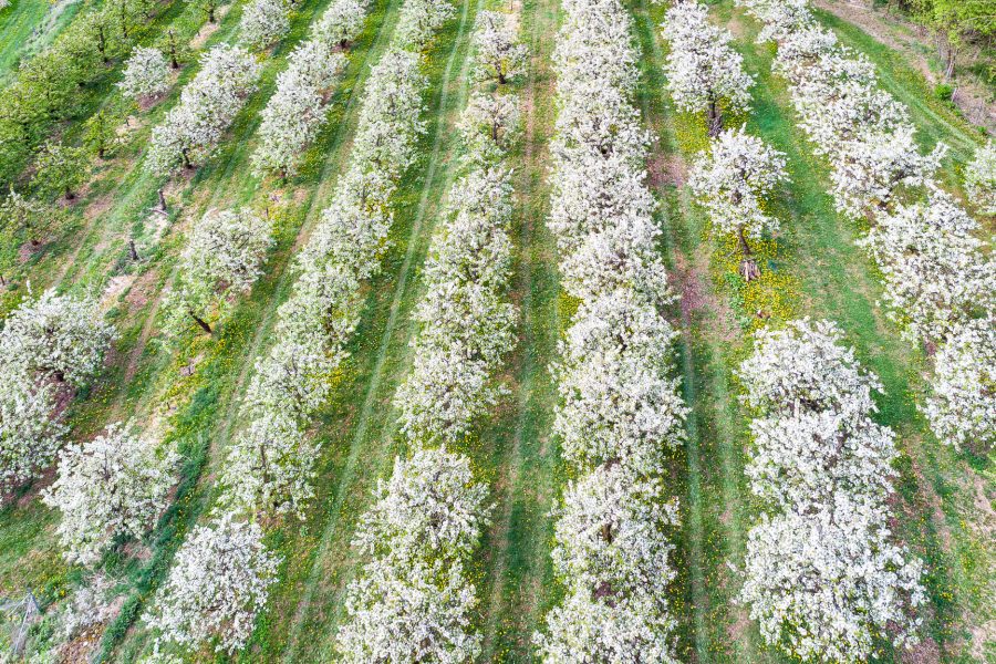 Kirschblüte